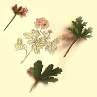 geran ГЕРАНИЕВОЕ МАСЛО (Oleum Geranii (Pelargonii))