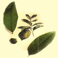 limett ЛИМЕТТОВОЕ ЭФИРНОЕ МАСЛО (СЛАДКОГО ЛИМОНА) (Oleum Citri limetti)
