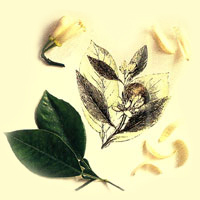 nerol НЕРОЛИЕВОЕ ЭФИРНОЕ МАСЛО (Oleum Citri bigaradii, Oleum Nerolii)