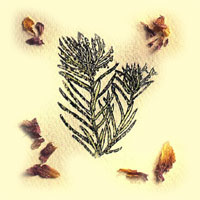 ЧАЙНОГО ДЕРЕВА ЭФИРНОЕ МАСЛО (Oleum Melalencae alternifoliae)