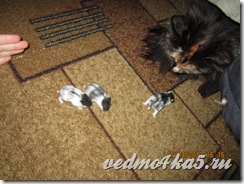 Посвящается моей кошке Боне